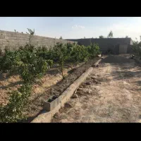 250 متر باغچه با نهال های جوان در منطقه شهریار|فروش دفتر صنعتی، کشاورزی، تجاری|فردوسیه, |دیوار