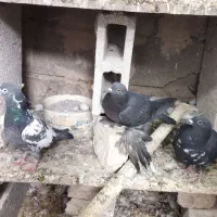 سیاه ماده پا پر گرفتنی|پرنده|باسمنج, |دیوار