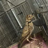 سهرت خاکی دوساله دهندار تازه صاف شاه تخم|پرنده|تهران, بازار|دیوار