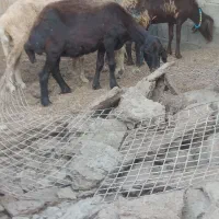 گوسفند دوماه ابستن لخت