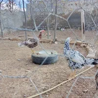 چهارعددمرغ‌لاری‌‌بفروش‌میرسد