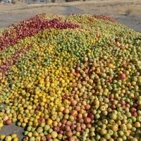 خرید گلابی وسیب زیر درختی به قیمت روز