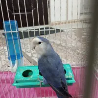 کوتوله برزیلی