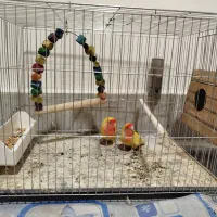 طوطی برزیلی مولد