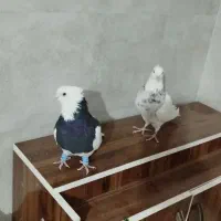 کبوتر ،طوقی پالخت کاکولی|پرنده|داران, |دیوار