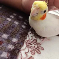 یک جفت عروس هلندی لوتینو چشم شرابی تخم گذار|پرنده|سهند, |دیوار