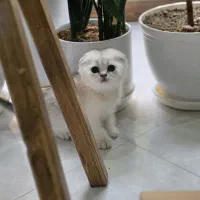 اسکاتیش سیلور
