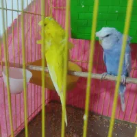 فروش جفت مرغ عشق پروانه‌ای|پرنده|نرماشیر, |دیوار