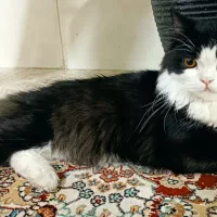 گربه نر پرشین اصیل جهت جفت گیری|گربه|یزد, |دیوار