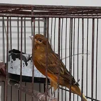 قناری نروماده|پرنده|تهران, افسریه جنوبی|دیوار