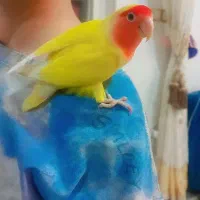 طوطی برزیلی دستی گم شده