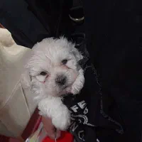 سگ  تریر|سگ|تبریز, |دیوار