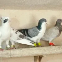 فروش کبوتر پلاکی|پرنده|شیراز, ارم|دیوار