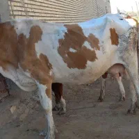 گاوخارجی با بچه اش گاو شنگوله المانی|حیوانات مزرعه|شادگان, |دیوار