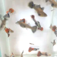 فروش ماهی گوپی|ماهی|اصفهان, شیخ اشراق|دیوار