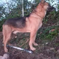 واگذاری توله سگ‌ ژرمن ِشیپرد اصیل|سگ|مرزیکلا, |دیوار