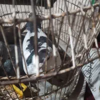 کبوتر|پرنده|رفسنجان, |دیوار