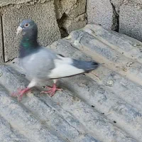 پلاک  مسافتی