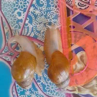 فروش حلزون باقیمت استثنایی