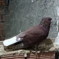 کفتر سرخ و گرگی|پرنده|گرگان, |دیوار