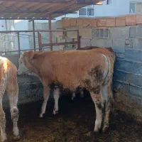 گوساله سمینتال های اصل جنس ماشالله