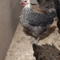 مرغ رسمی اصیل|حیوانات مزرعه|قم, الغدیر|دیوار