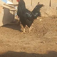 خروس|پرنده|ایلخچی, |دیوار