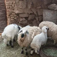 گوسفند