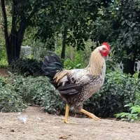 تعدادی مرغ خروس، غاز کاکلی، اردک کاکلی و بوقلمون|حیوانات مزرعه|لنگرود, |دیوار