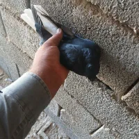 کبوتر رنگی|پرنده|شادگان, |دیوار