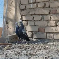 گاوک سیاه|پرنده|نوبندگان, |دیوار