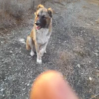 سگ سرابی یکساله