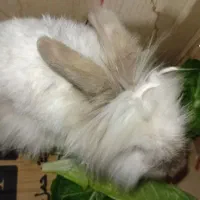 خرگوش لپ|موش و خرگوش|نیشابور, شهرک زرگران|دیوار