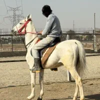 فروش اسب|اسب و تجهیزات اسب‌سواری|باقرشهر, |دیوار