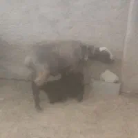 میش بره دار ترکی