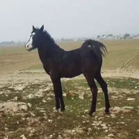 کره اسب نریان 17ماه
