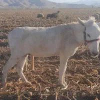 درجه یک ناو رانی|حیوانات مزرعه|دشت ذهاب, |دیوار