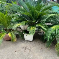 فروش سیکاس چند ساله