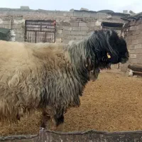 قوچ و بره|حیوانات مزرعه|فرخ‌شهر, |دیوار