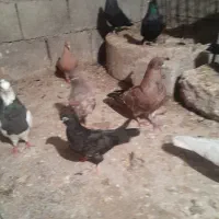 کبوتر کله ای نر