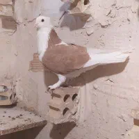 کبوتر|پرنده|فشاپویه, |دیوار