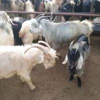 کهره لری چاق چاق