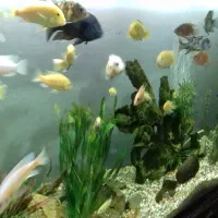 آکواریوم بزرگ