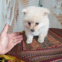 سگ پامر  ماده