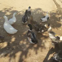 سلام غاز دورگه اردک یه عدد 400 خروس دورگه سرحال|حیوانات مزرعه|چگنی, |دیوار