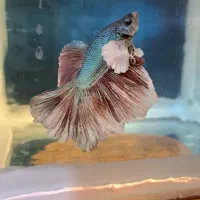 فایتر بیگ ایر دبل تیل سوپر باله