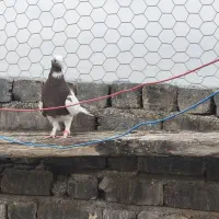 کبوتر|پرنده|شیراز, ماه فیروزان|دیوار