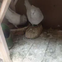 فقط‌نر‌الماسی