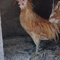 خروس و جوجه مرغ لهستانی
