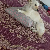 این سگ گم شده لطفا همکاری کنین ممنون میشم|حیوانات|زابل, |دیوار